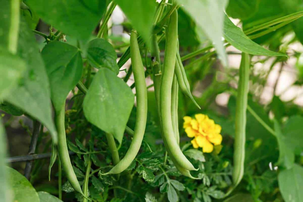 Slenderette Bush Green Bean Seeds - Stringless, Easy Grow, Annual - Image 1