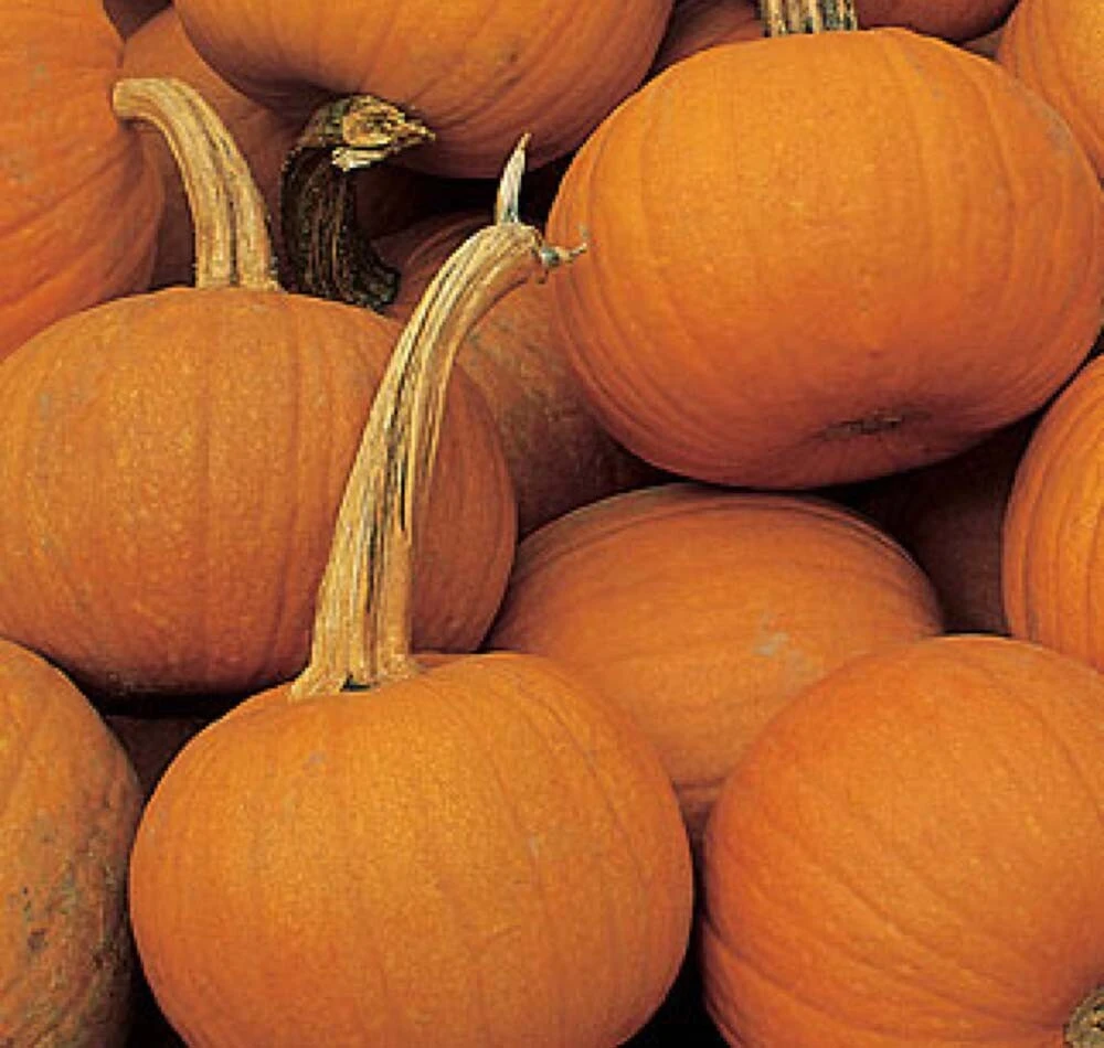 Small Sugar Pumpkin Seeds - New England Pie Pumpkin, Sugar Pie, Annual - Image 2