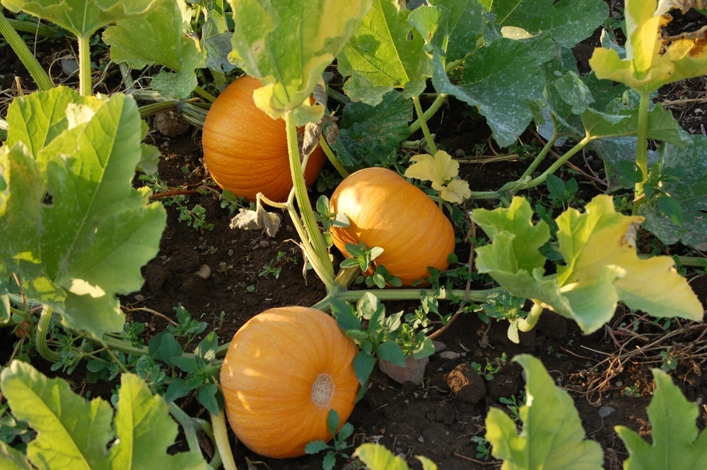Small Sugar Pumpkin Seeds - New England Pie Pumpkin, Sugar Pie, Annual - Image 1