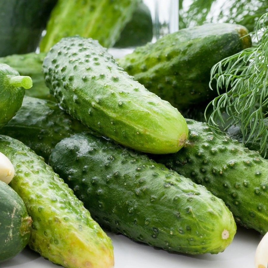 SMR 58 Pickling Cucumber Seeds - Easy Grow Annual, Outdoor, Green - Image 1