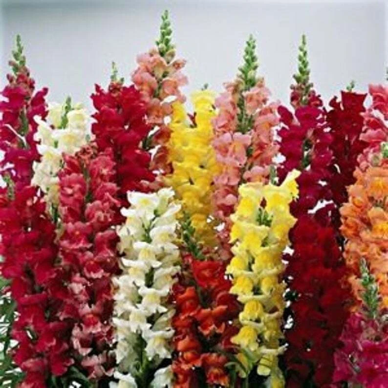 Snapdragon Seeds Tetra Mix - Multi-Color Blooms, Attracts Pollinators - Image 2