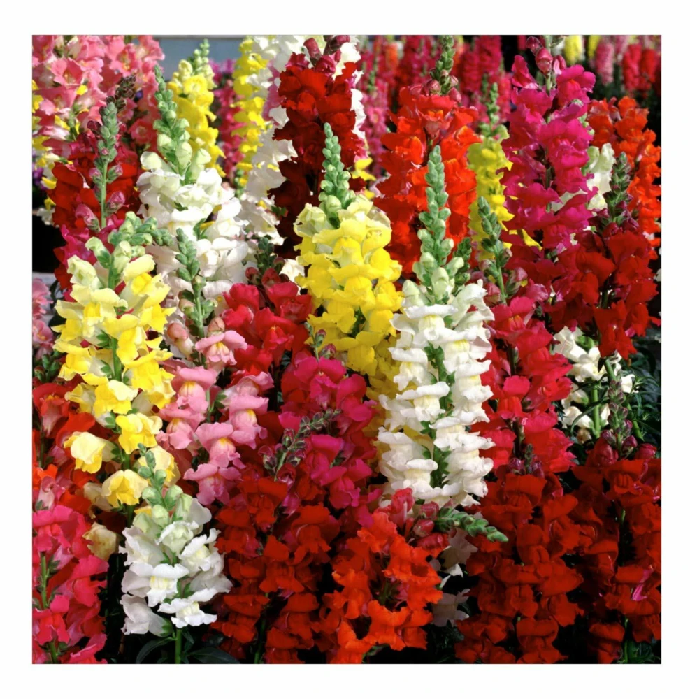 Snapdragon Seeds Tetra Mix - Multi-Color Blooms, Attracts Pollinators - Image 1