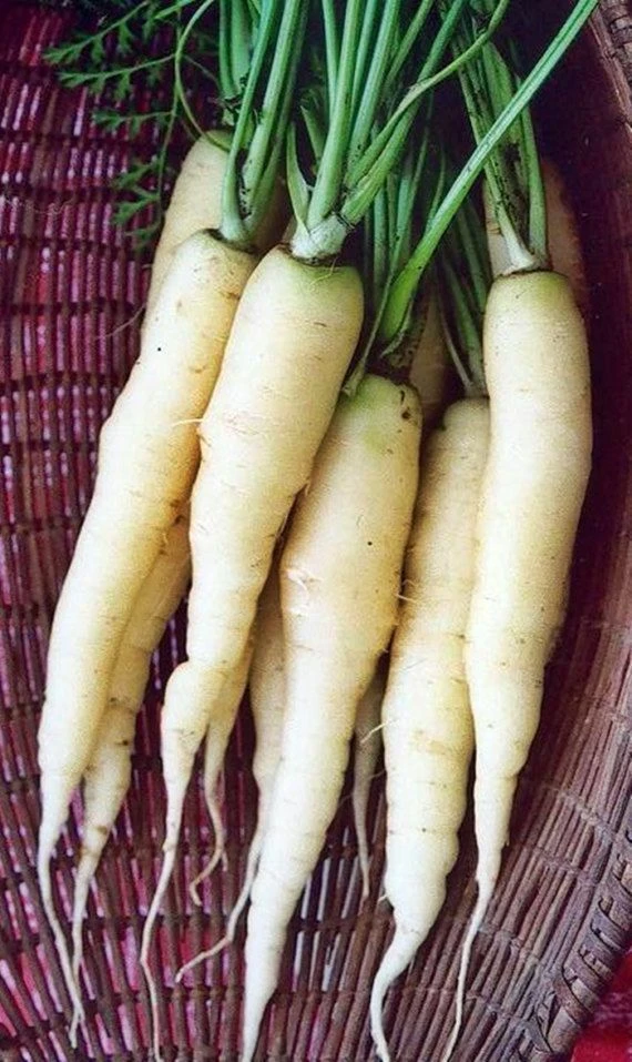 Snow White Carrot Seeds - Beta-Carotene Rich, White Roots, Outdoor - Image 1