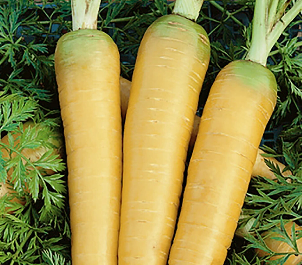 Solar Yellow Carrot Seeds - Colorful, Easy Grow, Outdoor Vegetable Seeds - Image 2