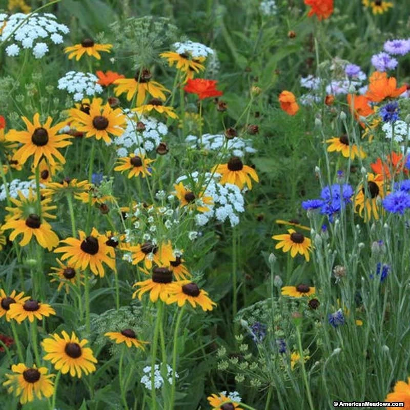 Southeast Wildflower Seed Mix - 25 Annual & Perennial Seeds - Outdoor - Image 2