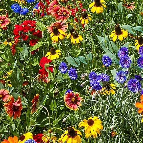Southeast Wildflower Seed Mix - 25 Annual & Perennial Seeds - Outdoor - Image 1
