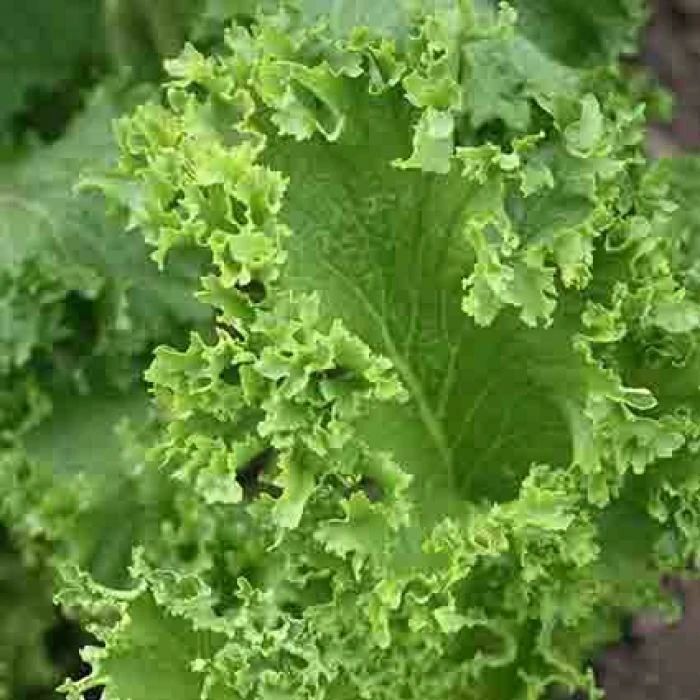 Southern Curled Mustard Seeds - Green Vegetable Seeds - Outdoor - Image 1