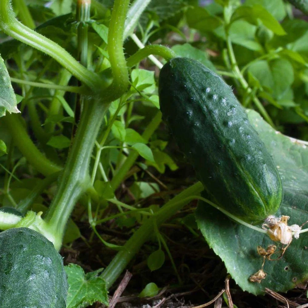 Spacemaster Cucumber Seeds - Compact Heirloom Annual for Outdoor Gardens - Image 2