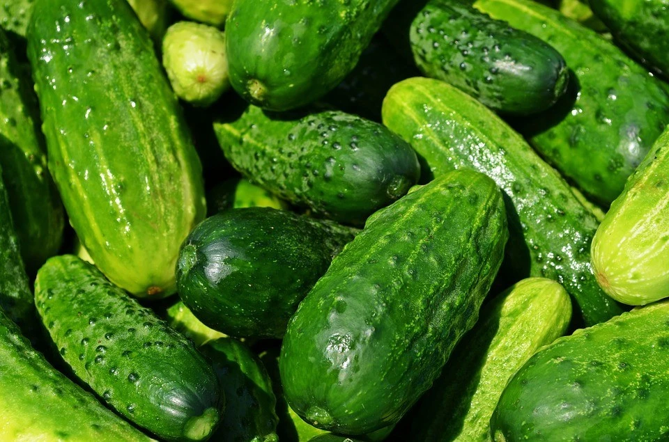 Spacemaster Cucumber Seeds - Compact Heirloom Annual for Outdoor Gardens - Image 1