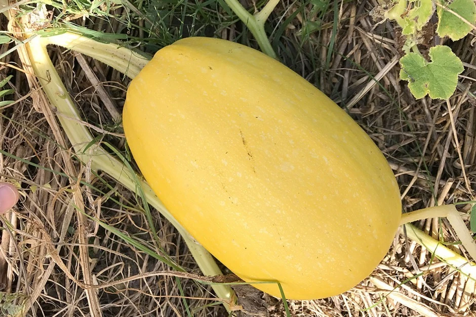 Spaghetti Winter Squash Seeds - Low Carb Pasta Alternative, Yellow - Image 1