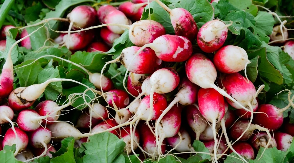 Sparkler WhiteTip Radish Seeds - Chinese Heirloom Vegetable Seeds - Outdoor - Image 1