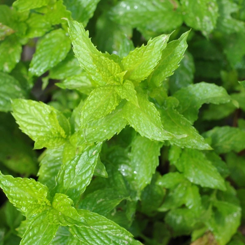 Spearmint Herb Seeds - Mentha Spicata - Aromatic Perennial Mint for Garden & Tea - Image 2