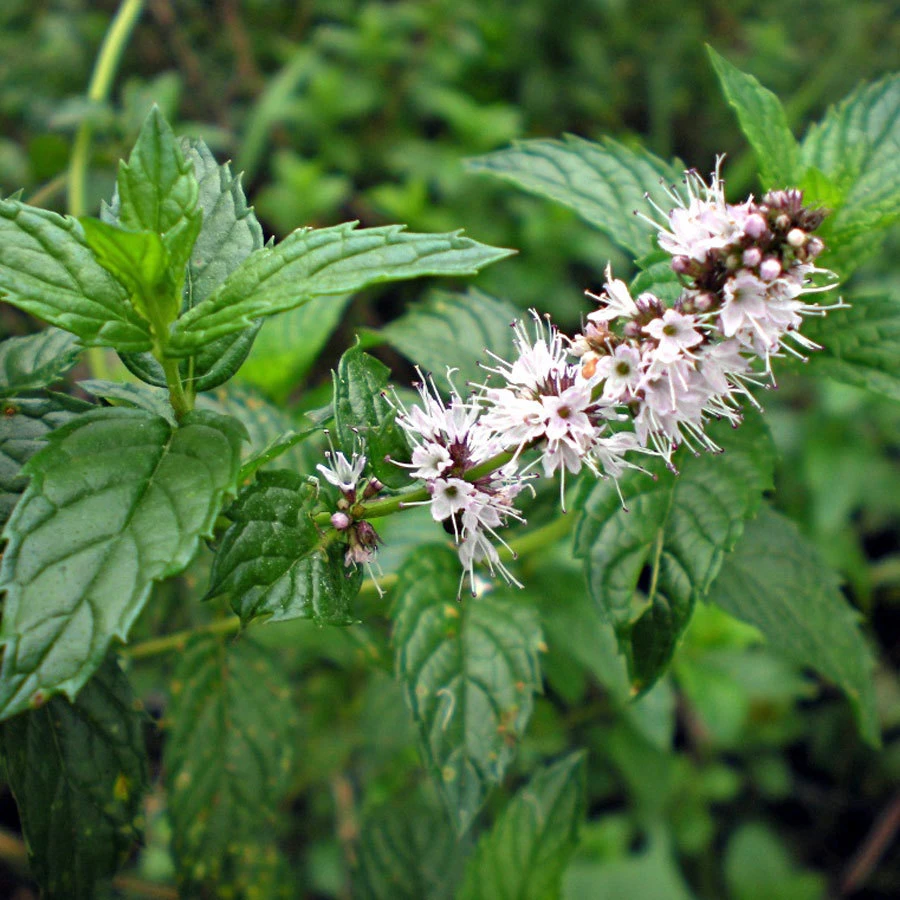 Spearmint Herb Seeds - Mentha Spicata - Aromatic Perennial Mint for Garden & Tea - Image 1