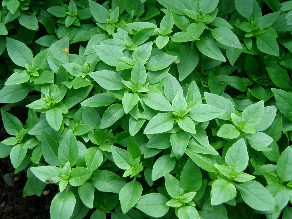 Spicy Globe Basil Seeds - Heirloom Dwarf Herb - Compact & Spicy Flavor - Image 1
