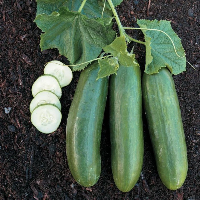 Straight Eight Cucumber Seeds - Heirloom Slicing Vegetable Seeds Outdoor - Image 1