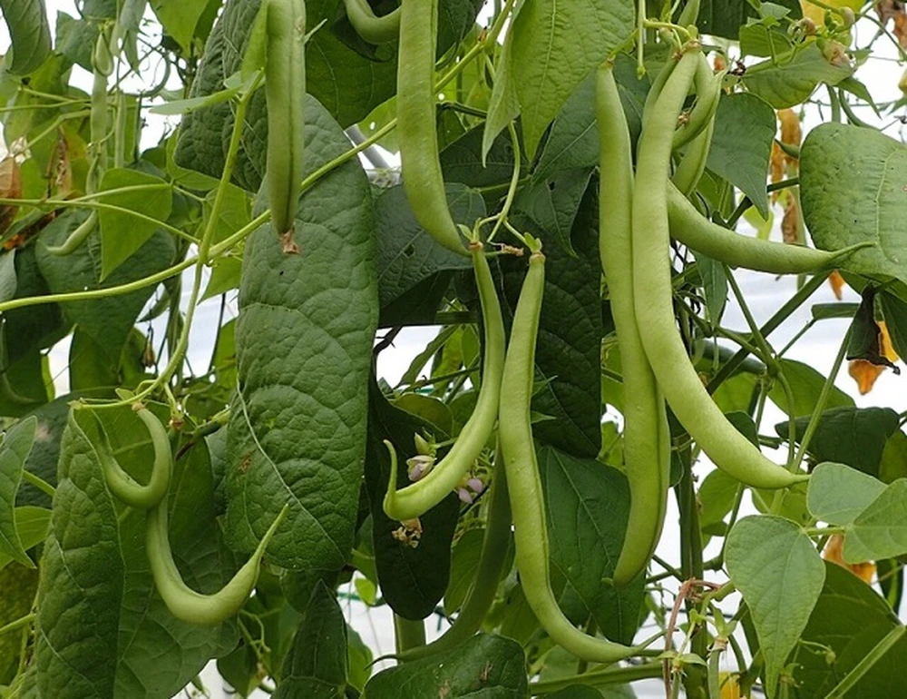 Strike Bush Green Bean Seeds - Heavy Yields, Easy to Grow Outdoor - Image 1