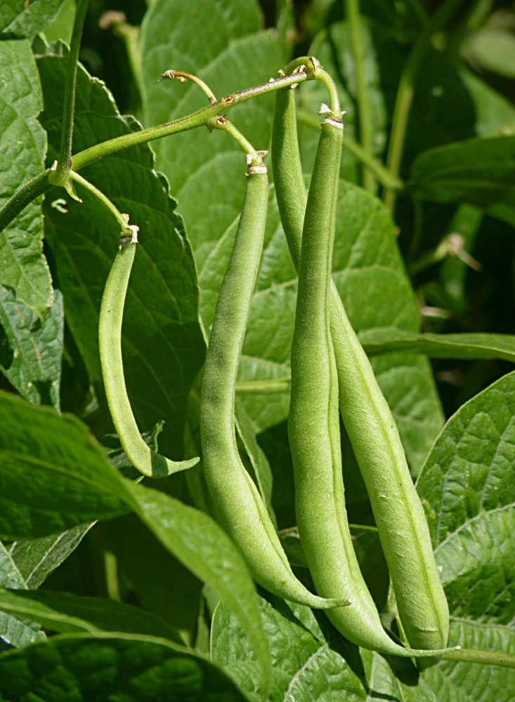 Stringless Green Bean Seeds - 1 Ounce - Easy to Grow - Outdoor - Image 2