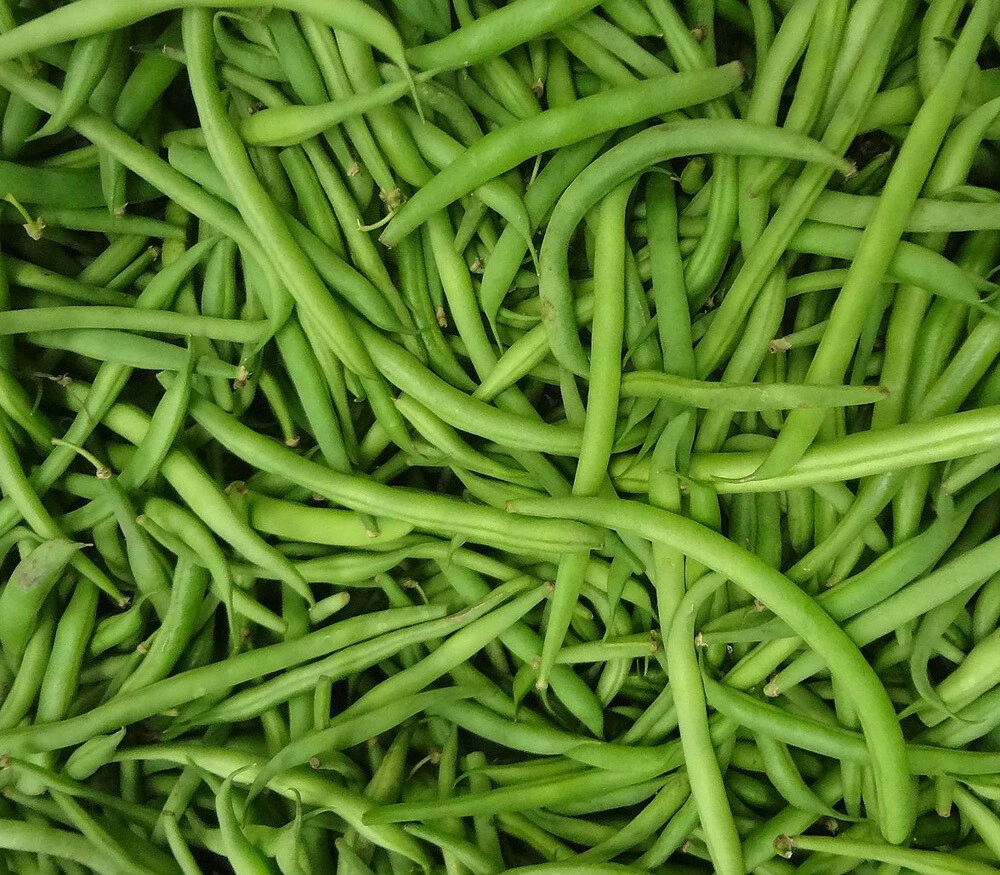 Stringless Green Bean Seeds - 1/4 LB Pack, Easy to Grow, Outdoor - Image 1