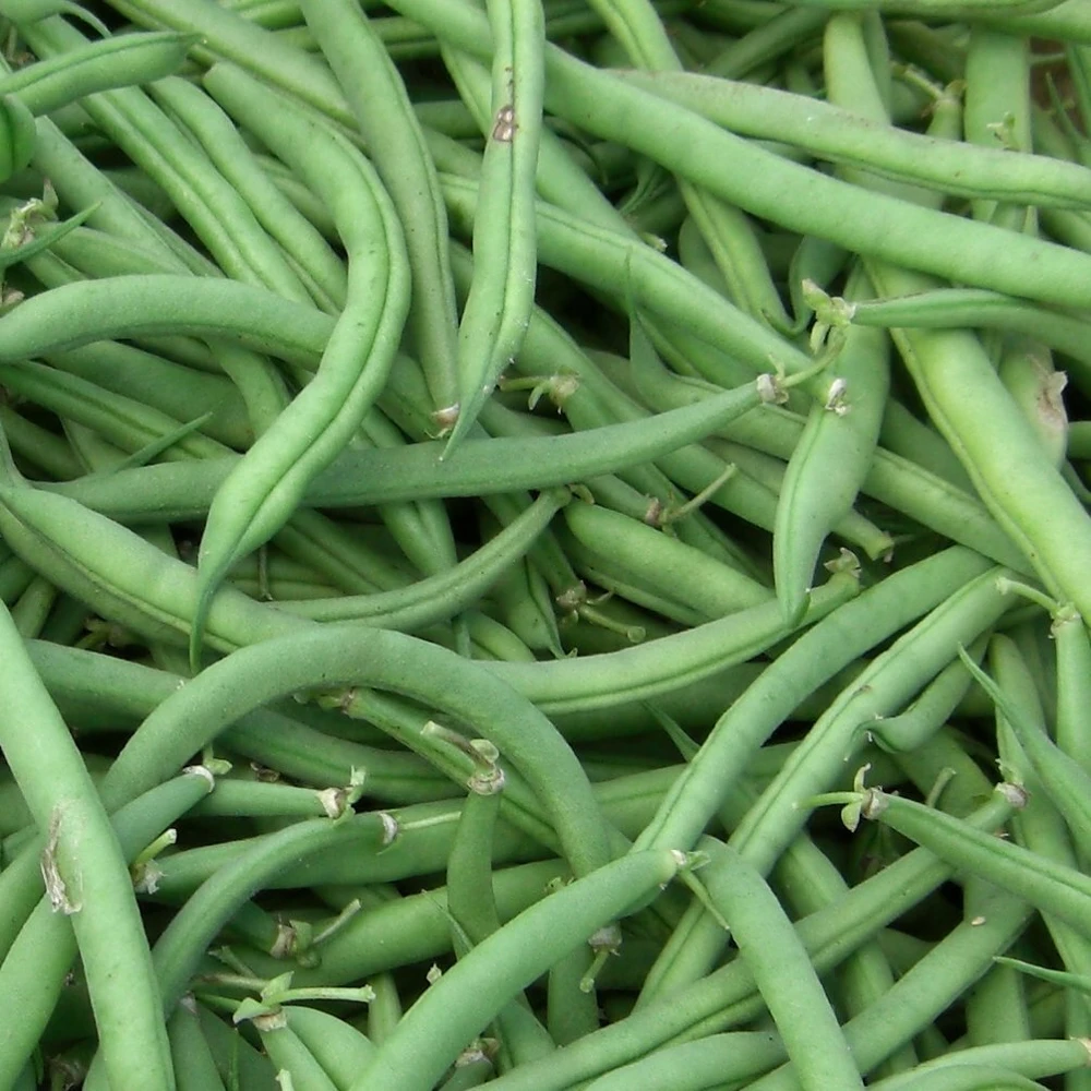 Stringless Green Bean Seeds - Annual Prolific Vegetable for Outdoor Gardens - Image 1