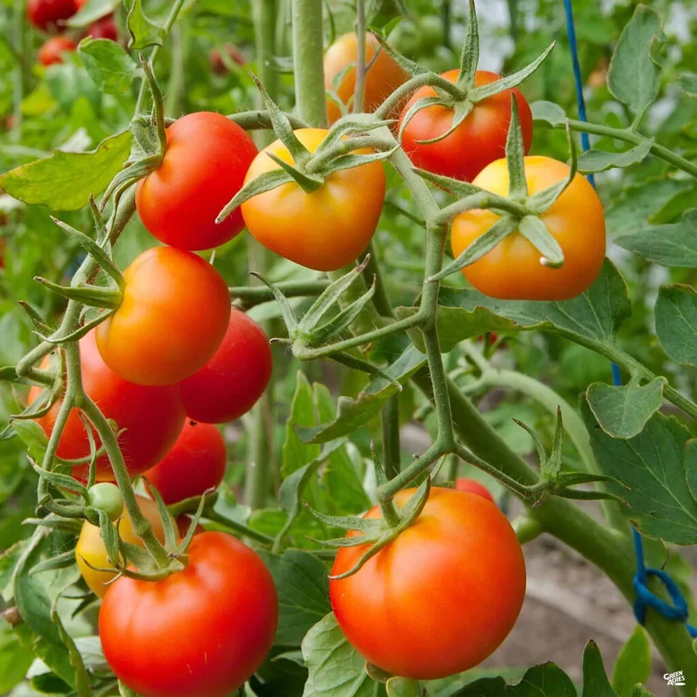 Stupice Tomato Seeds - Heirloom, Cold Tolerant, Early Maturity - Image 1