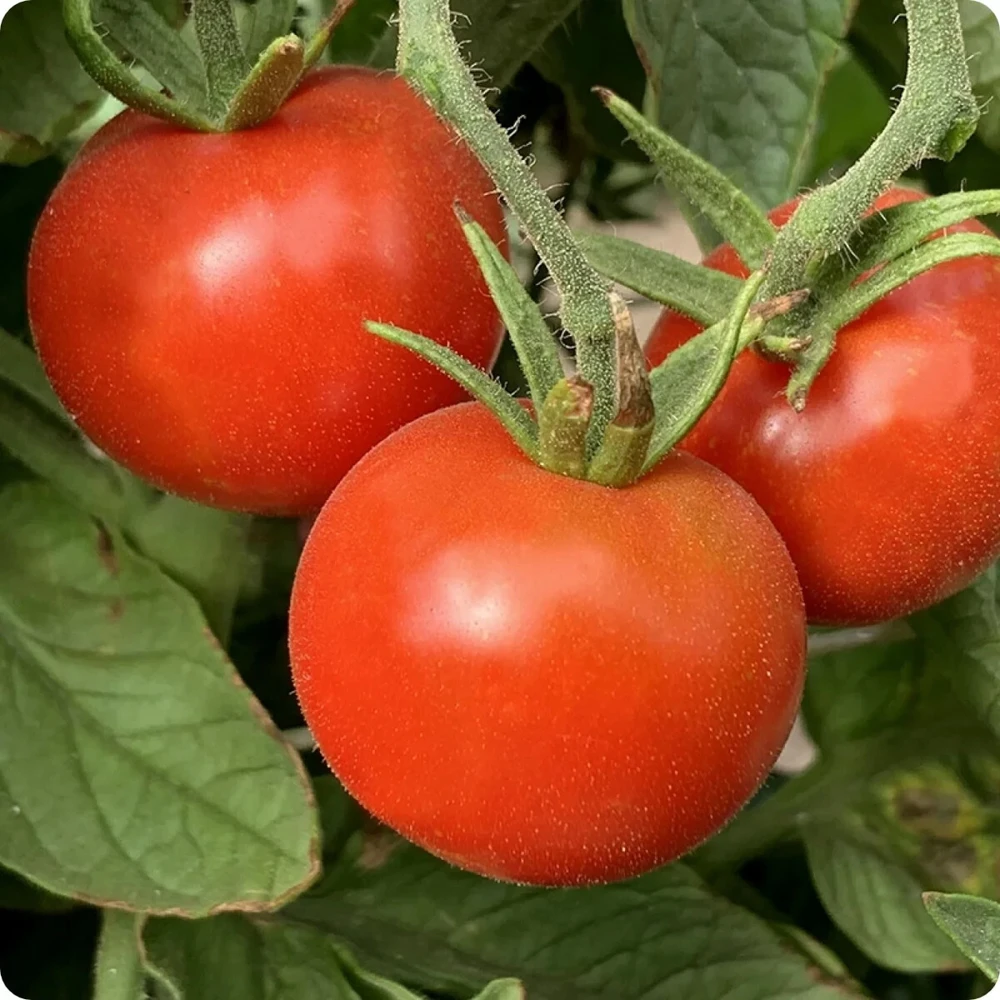 Stupice Tomato Seeds - Heirloom, Cold Tolerant, Early Maturity - Image 2