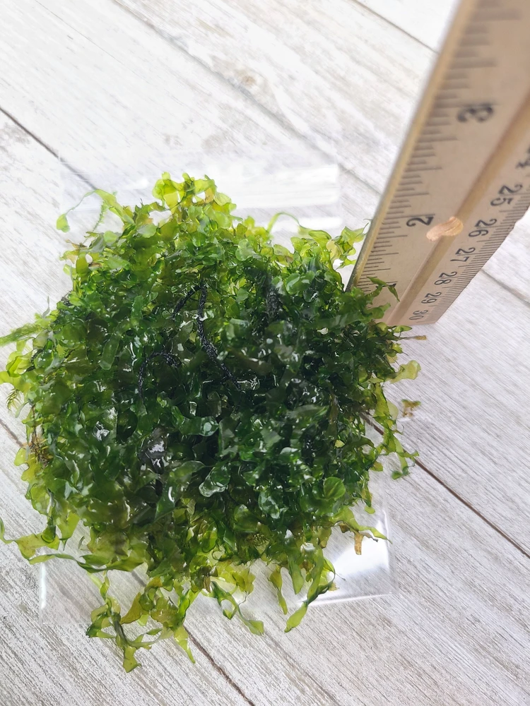 Subwassertang Round Pellia Moss Live Plant โ Aquarium & Terrarium โ 3x3 inch - Image 2