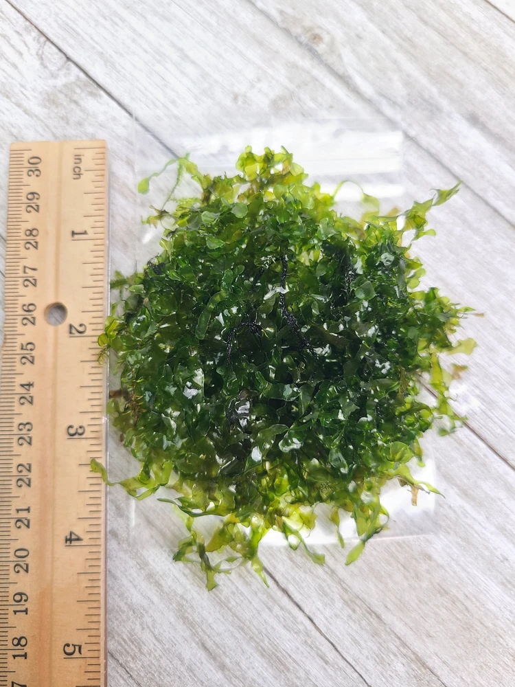 Subwassertang Round Pellia Moss Live Plant โ Aquarium & Terrarium โ 3x3 inch - Image 3