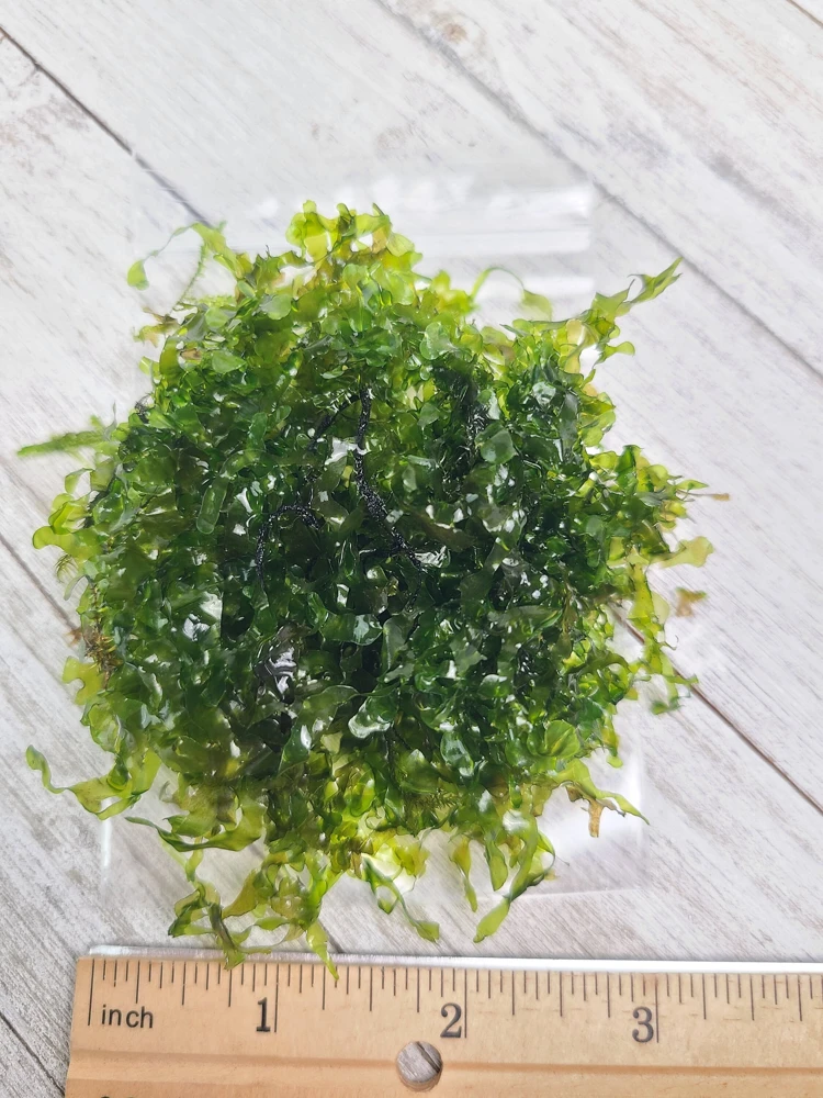 Subwassertang Round Pellia Moss Live Plant โ Aquarium & Terrarium โ 3x3 inch - Image 4