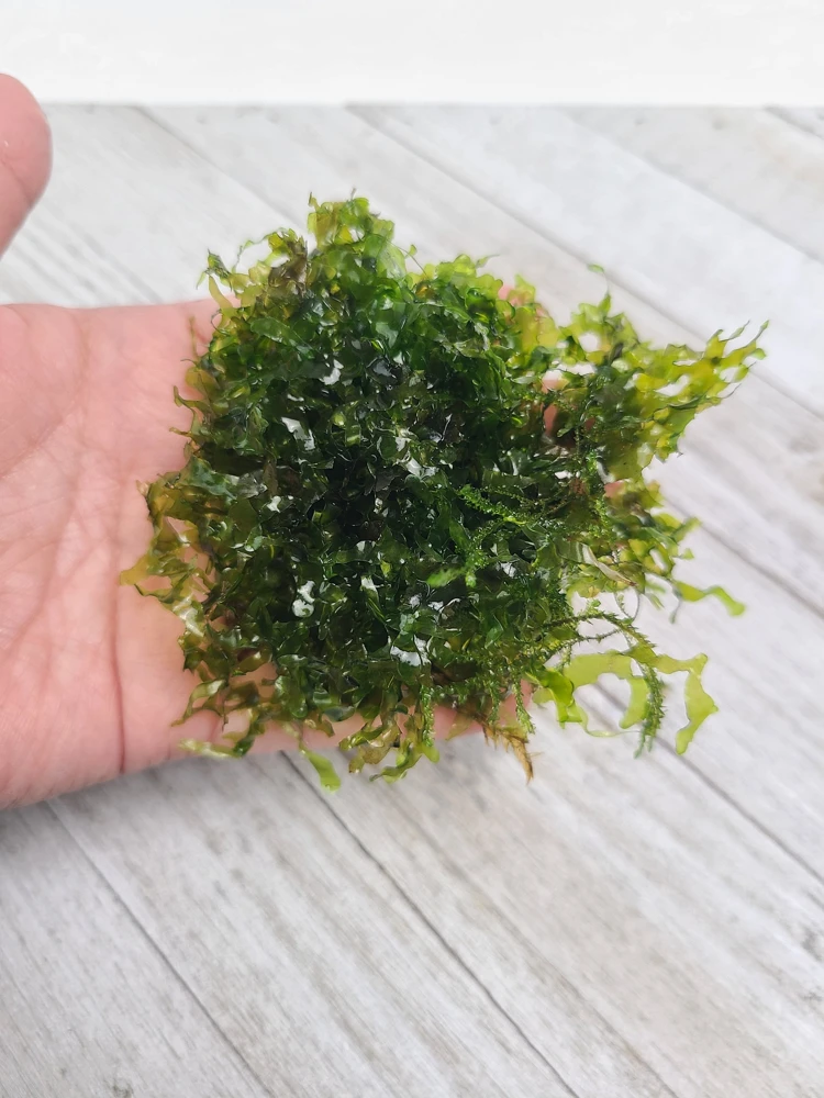 Subwassertang Round Pellia Moss Live Plant – Aquarium & Terrarium – 3x3 inch - Image 1