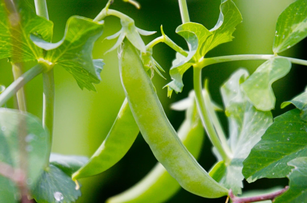 Sugar Ann Snap Pea Seeds - Heirloom, Early, Compact, Dwarf, Outdoor Vegetable - Image 2