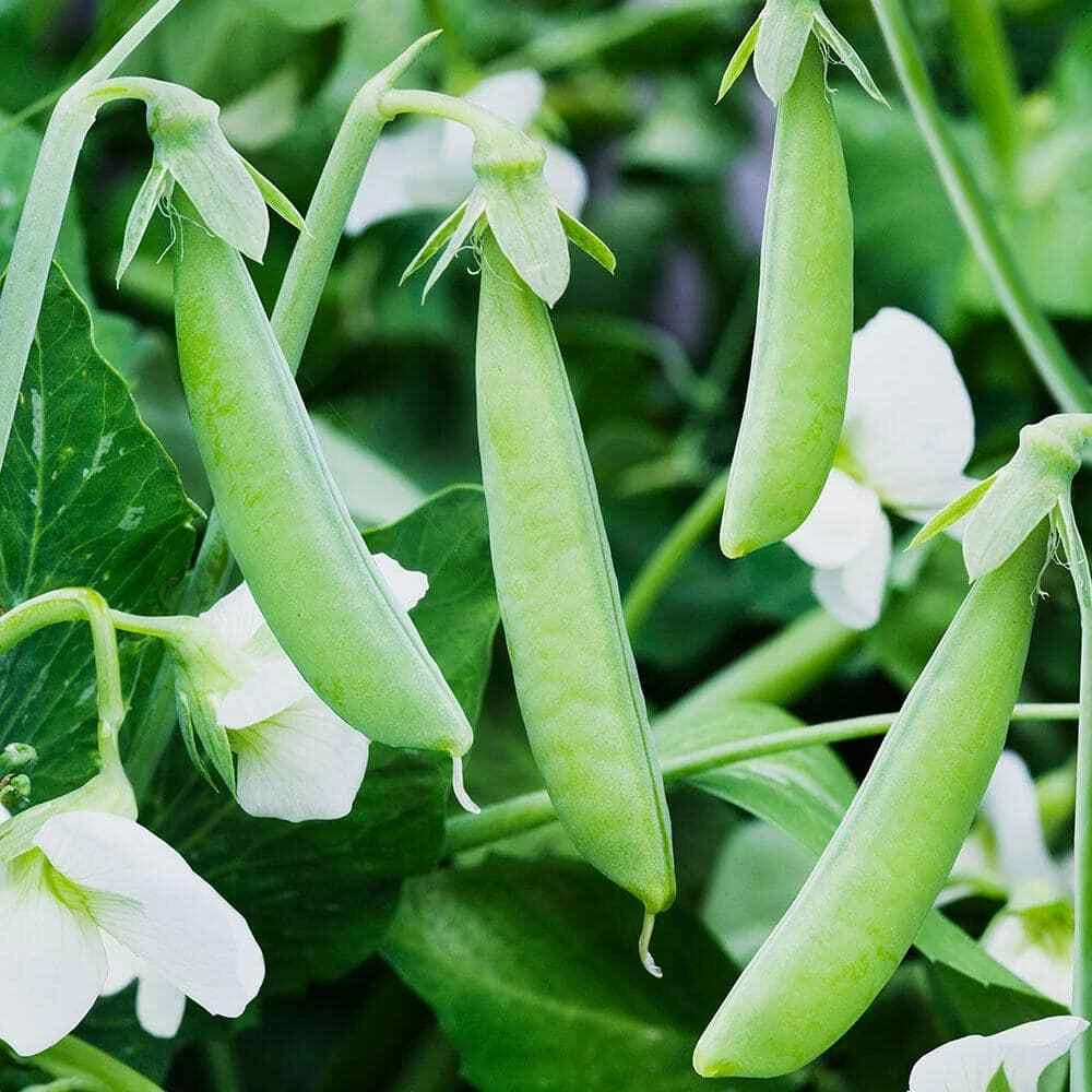 Sugar Ann Snap Pea Seeds - Heirloom, Early, Compact, Dwarf, Outdoor Vegetable - Image 1