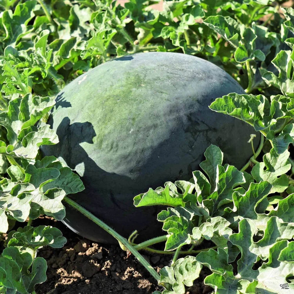 Sugar Baby Watermelon Seeds - Icebox Variety, Compact Fruit Seeds, Outdoor - Image 2
