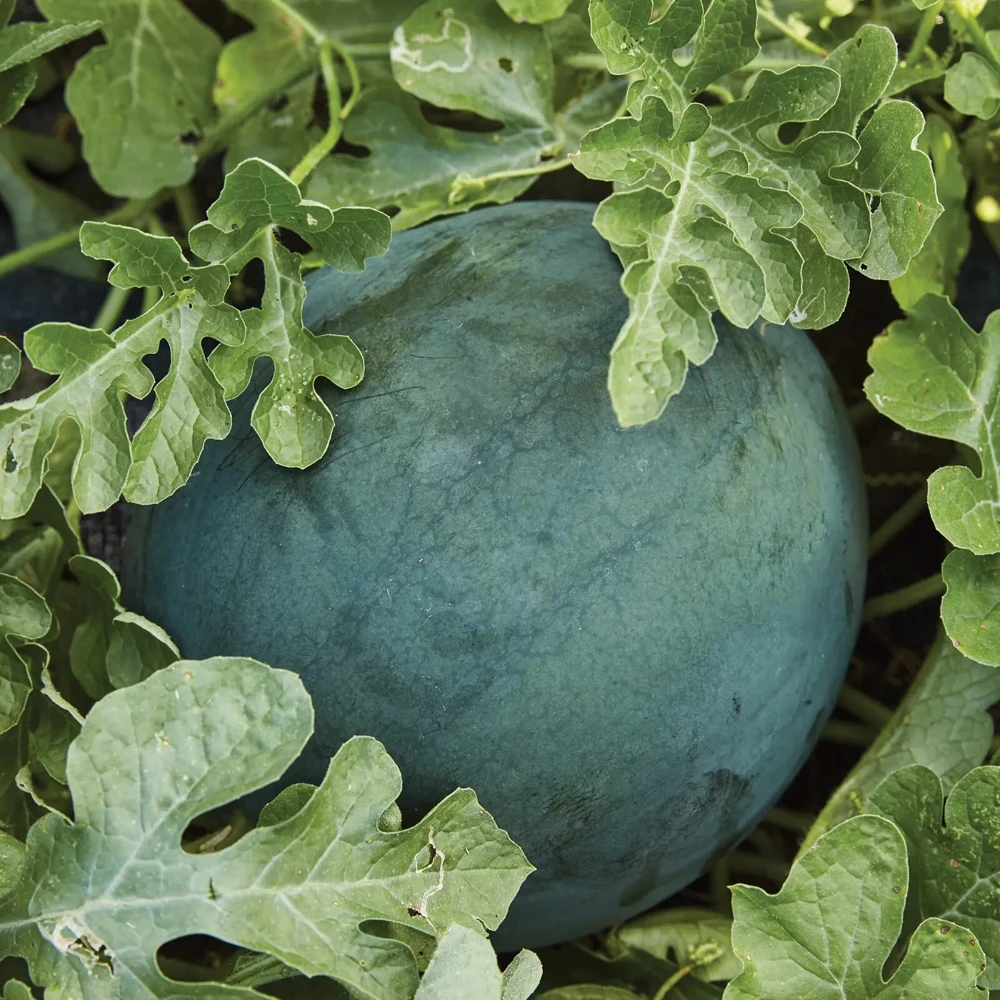 Sugar Baby Watermelon Seeds - Icebox Variety, Compact Fruit Seeds, Outdoor - Image 1
