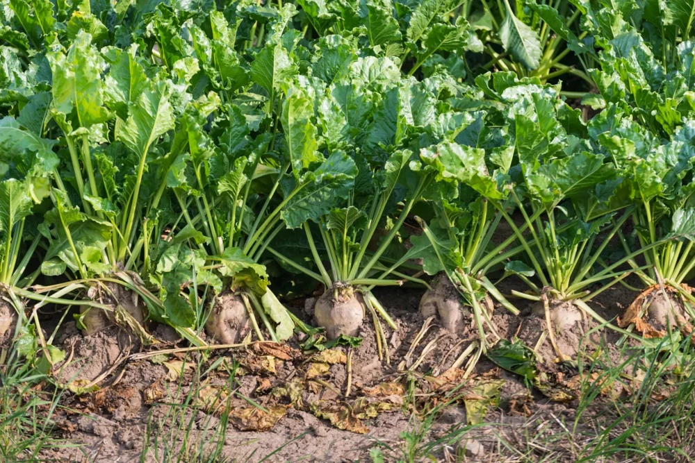 Sugar Beet Seeds - Beta vulgaris - Fodder Beet Seeds - Easy Grow Annual - Image 1