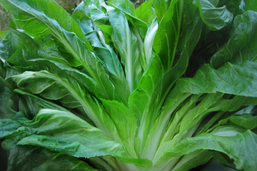 Sugar Loaf Endive Seeds - Heirloom Blonde of Paris Chicory Greens - Image 1