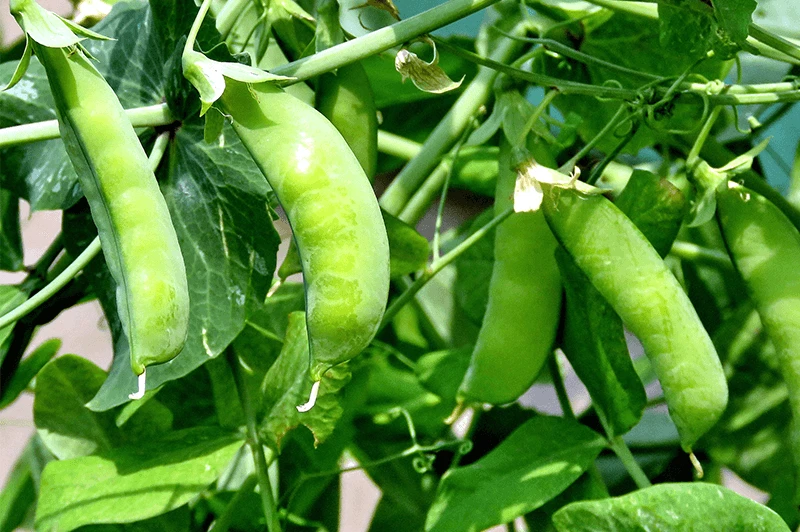 Sugar Snap Pea Seeds - Heirloom Original Snap Pea for Gardening - Image 1