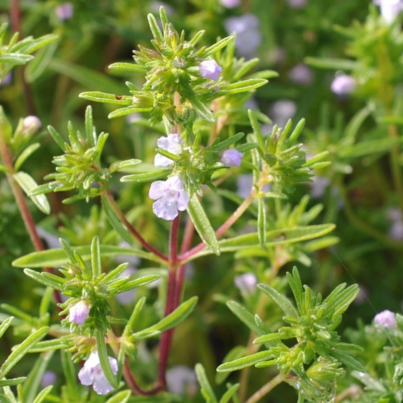 Summer Savory Herb Seeds - Aromatic Annual Herb - Full Sun to Partial Shade - Image 1