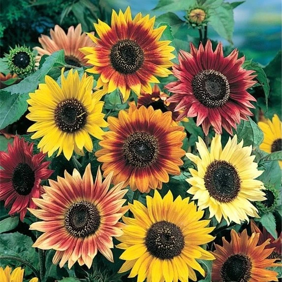 Sunflower Mix Seeds - 10 Species, Variety Sizes, Multicolor, Outdoor - Image 1
