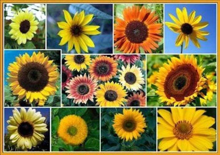 Sunflower Mix Seeds - 7 Species Variety Pack, Full Sun, Outdoor - Image 2