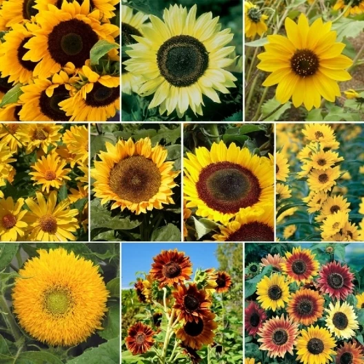 Sunflower Mix Seeds - 7 Species Variety Pack, Full Sun, Outdoor - Image 1