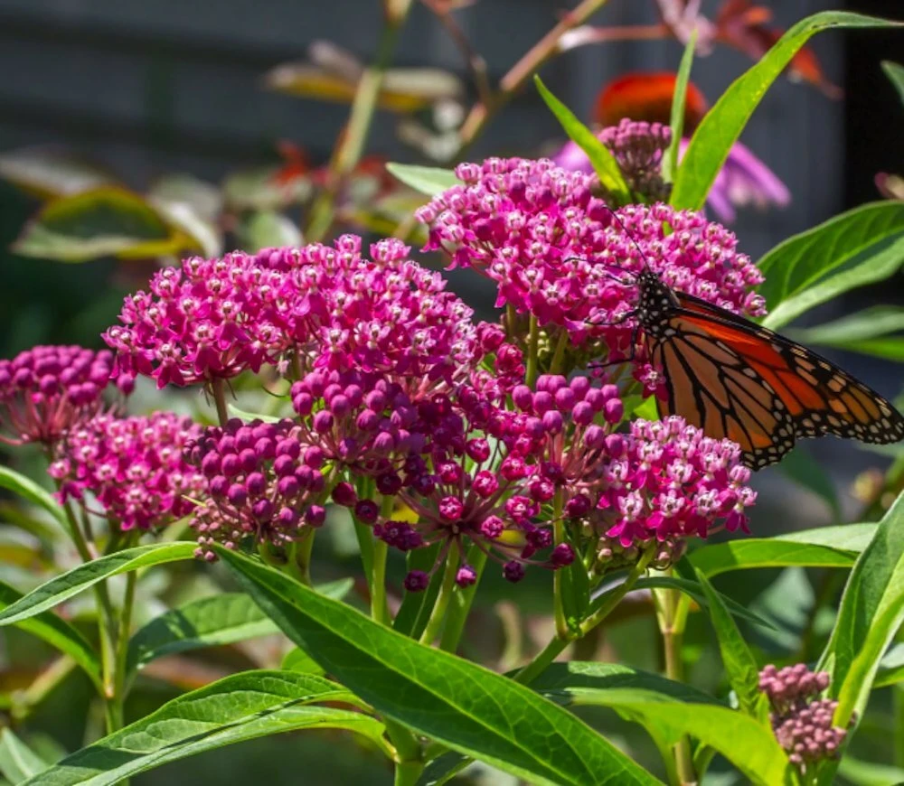 Swamp Milkweed Seeds - Asclepias Incarnata, Pink Flowers, Perennial, Outdoor - Image 2
