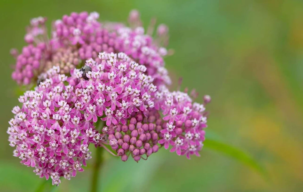 Swamp Milkweed Seeds - Asclepias Incarnata, Pink Flowers, Perennial, Outdoor - Image 1