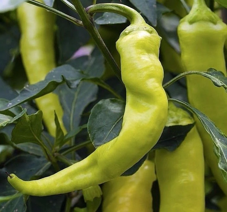 Sweet Banana Pepper Seeds - Capsicum annuum - Easy Grow - Full Sun - Zones 3-12 - Image 1