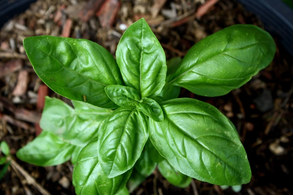 Sweet Basil Seeds - Easy Grow Herb Seeds for Indoor & Outdoor Gardens - Zones 3-12 - Image 2