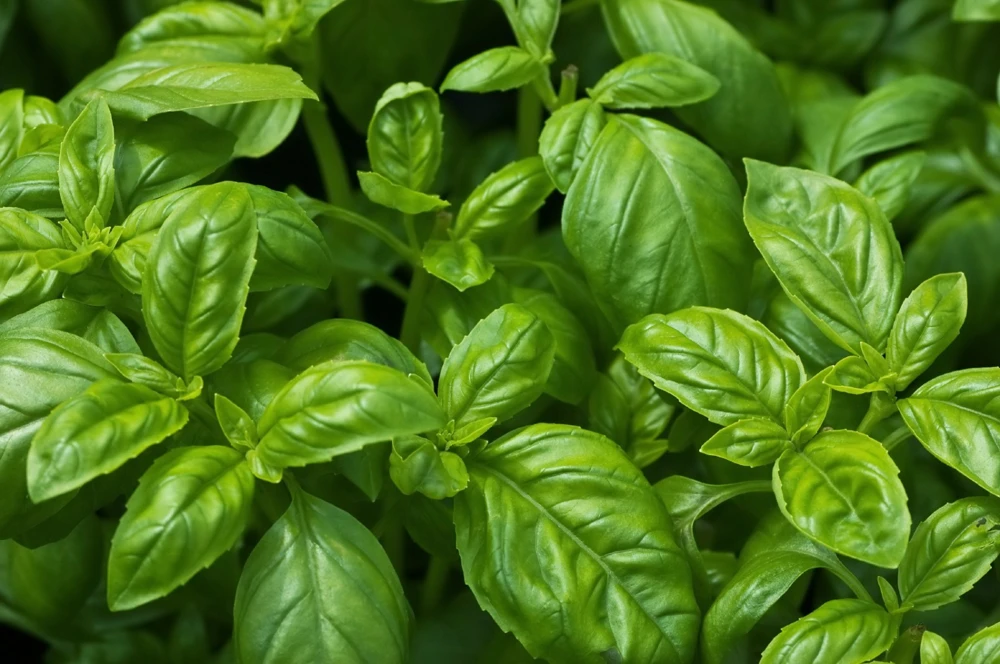 Sweet Basil Seeds - Easy Grow Herb Seeds for Indoor & Outdoor Gardens - Zones 3-12 - Image 1