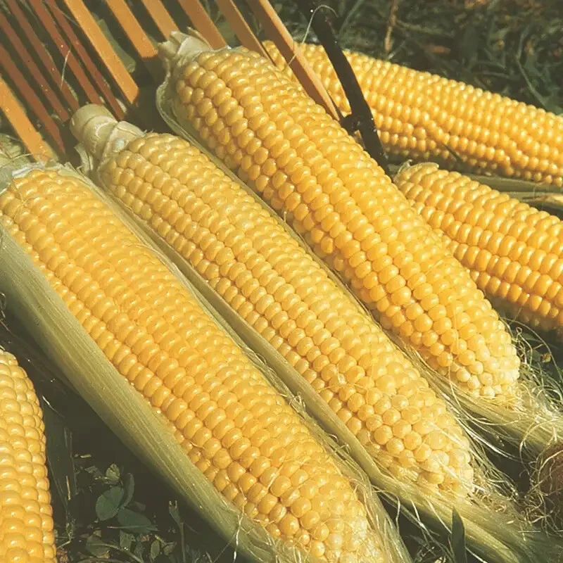 Sweet Corn Seeds Kandy Korn Early Hybrid SH2 High Sugar Content Outdoor Annual - Image 1