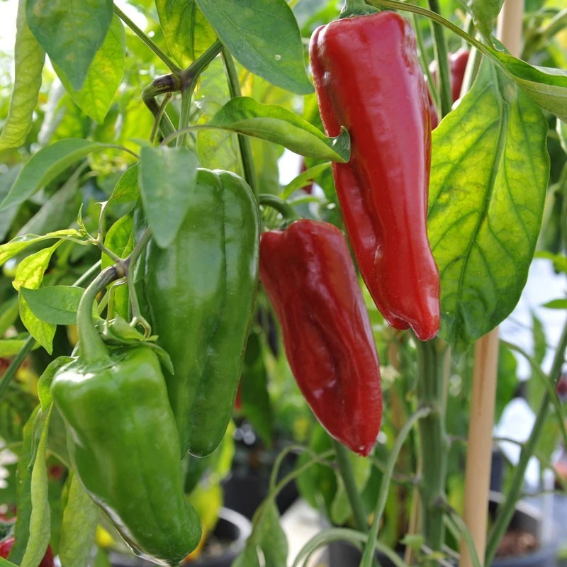 Sweet Marconi Rosso Pepper Seeds - Italian Pepper, Easy to Grow, Red - Image 1