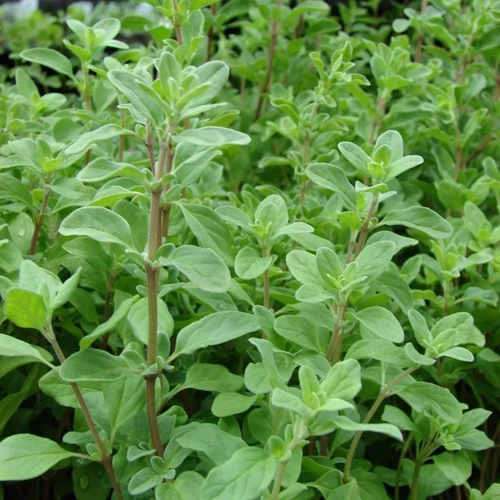 Sweet Marjoram Herb Seeds - Aromatic & Mild Flavor - Zones 3-12 - Image 2