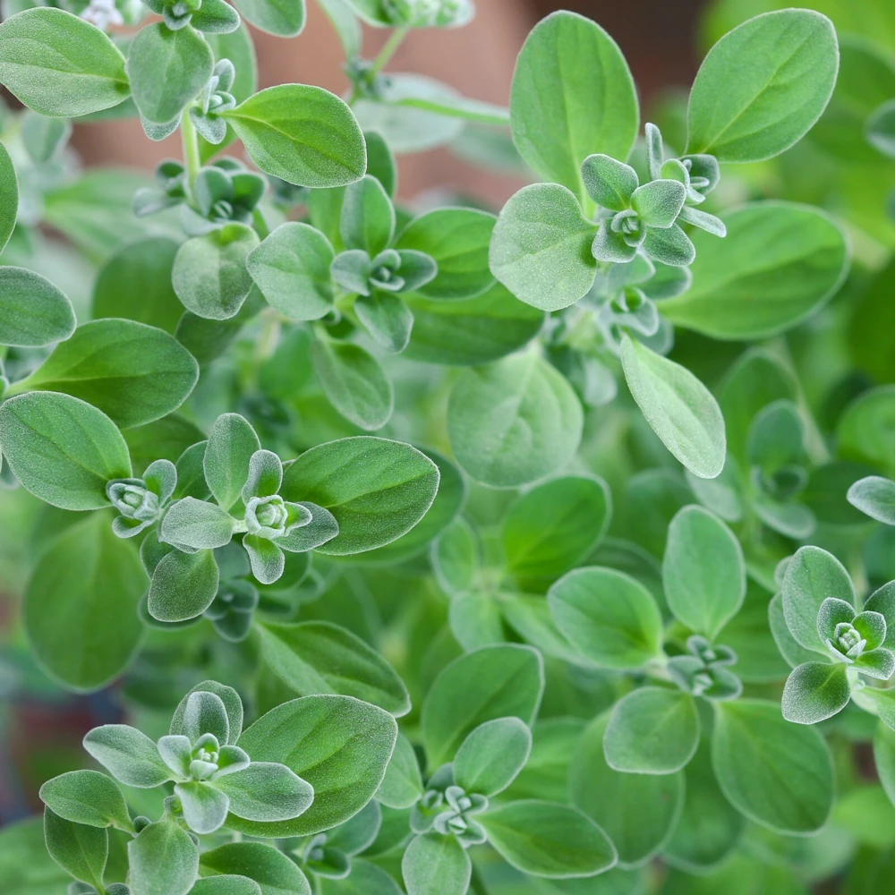 Sweet Marjoram Herb Seeds - Aromatic & Mild Flavor - Zones 3-12 - Image 1