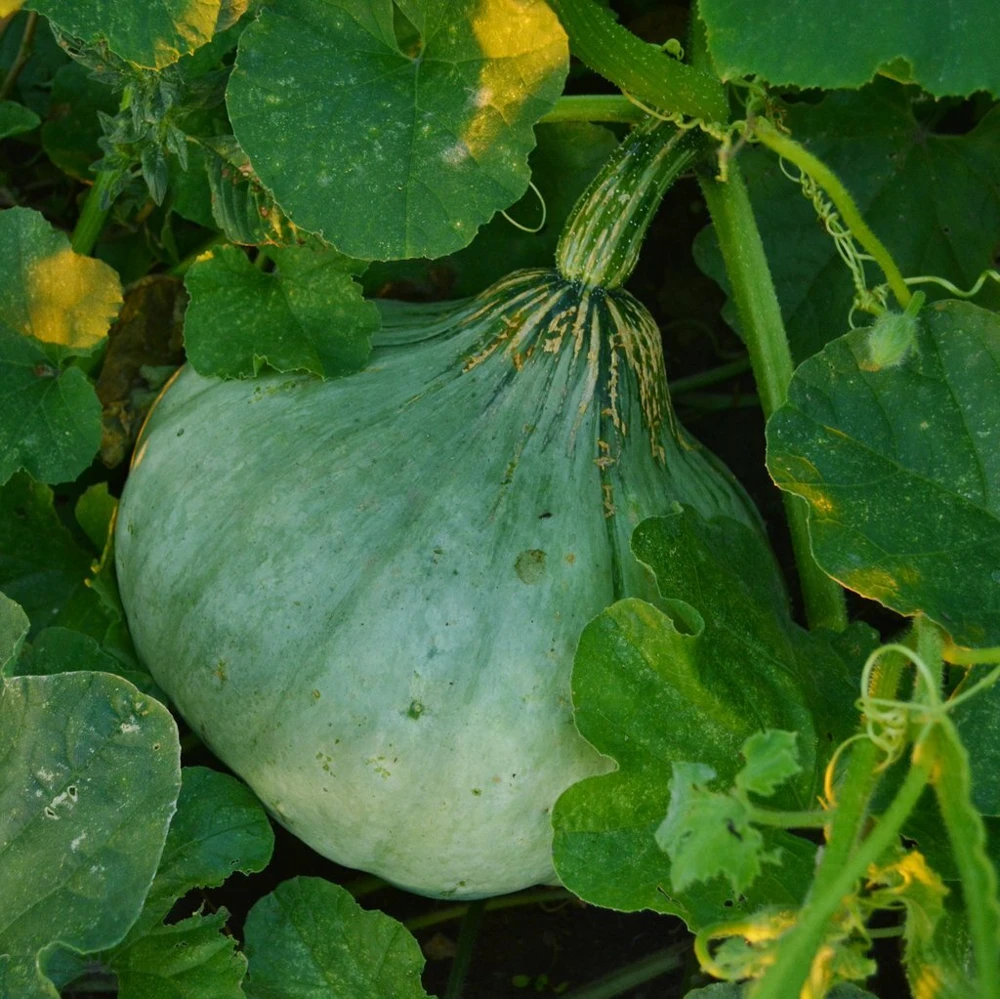Sweet Meat Winter Squash Seeds - Cucurbita maxima - For Pumpkin Pie - Image 1